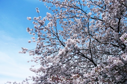 0415 桜.JPG
